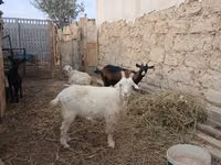 Ram, Sheep — photo 3