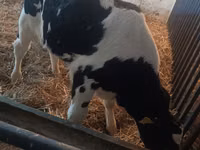 公牛, Cattle — 照片 8