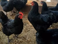 Chickens — الصورة 2