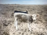 Rinder (Partie, Geschlecht nicht angegeben), Simmental cattle — Foto 3
