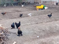 Chickens — photo 1