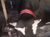 Бұқа, Russian Black pied cattle — 8-сурет