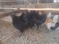 Chickens — Foto 1