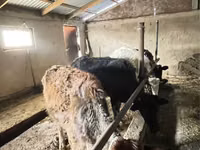 Rinder (Partie, Geschlecht nicht angegeben), Swiss cattle — Foto 8