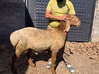 Carnero, Arashan sheep — foto 2