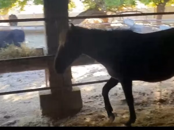 母马, Horses