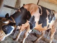 公牛, Holstein breed — 照片 2