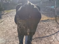 Vaca, Aberdeen-Angus — foto 4