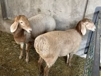 Qoʻy, Arashan sheep — 6-rasm