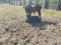 Bulle, Zebu — Foto 8