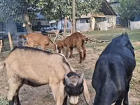Cabra, Cabras — foto 2