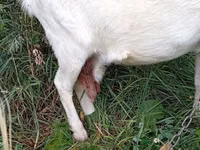 Ziege, Saanen goat — Foto 5
