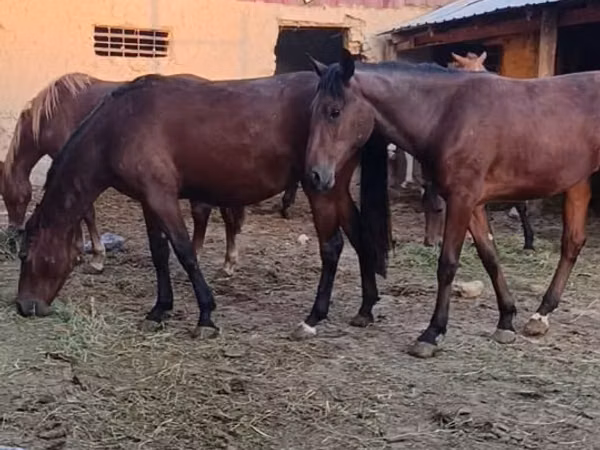 Stute, Kyrgyz Horse