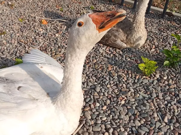 Geese — Kirgisistan