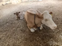 Vaca, Simmental cattle — foto 3