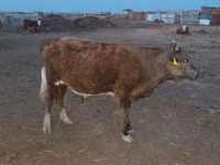 Kuh, Latvian Blue cattle — Foto 4