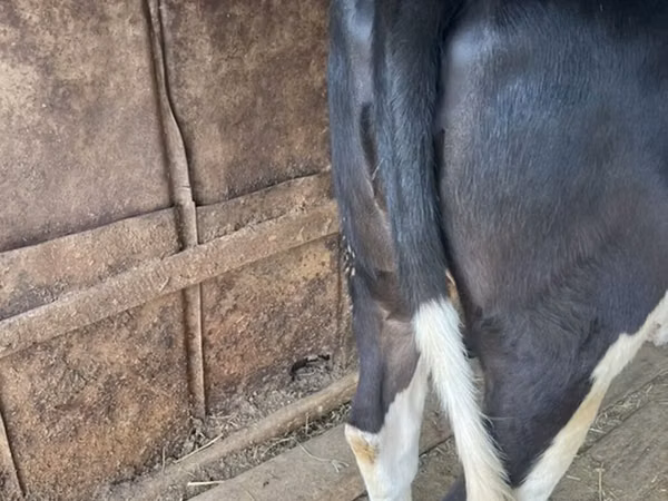 母牛, Holstein breed — 吉尔吉斯斯坦