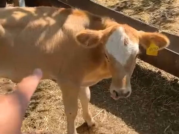 أبقار (دفعة، الجنس غير محدد), Simmental cattle — كازاخستان
