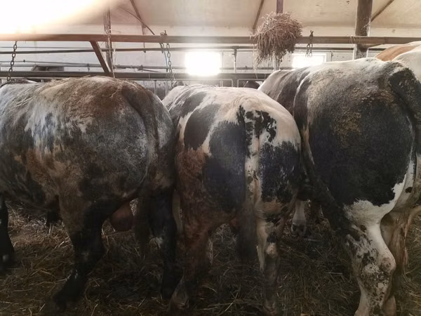 ІҚМ (топ, жынысы көрсетілмеген), Simmental cattle