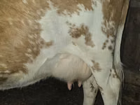 母牛, Simmental cattle — 照片 3
