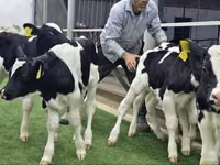 牛只（批次，未指定性别）, Holstein breed — 照片 7