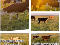 Qoramol (partiya, jinsi ko‘rsatilmagan), Simmental cattle — 1-rasm