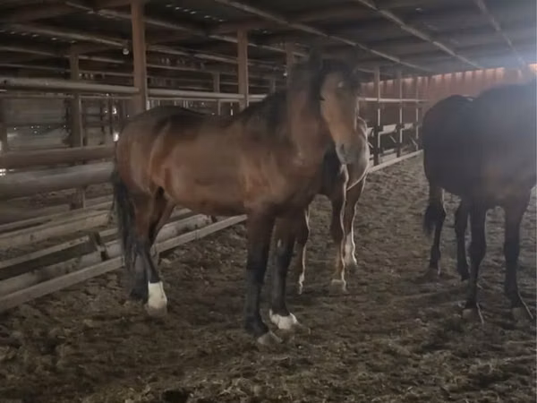 Caballo, Caballos