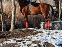 حصان, Kyrgyz Horse — الصورة 1