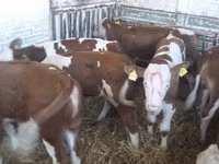 मवेशी (लॉट, लिंग निर्दिष्ट नहीं), Simmental cattle — फ़ोटो 2