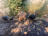 Turkeys — Foto 3