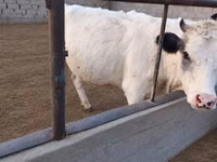 Kuh, Holstein-Rasse — Foto 4