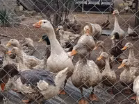Geese — Foto 3