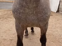 Hengst, Appaloosa — Foto 4