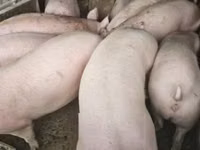 सूअर (लॉट, लिंग निर्दिष्ट नहीं), सूअर — फ़ोटो 1