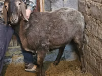 نعجة, Arashan sheep — الصورة 1