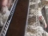 Chickens — Foto 2