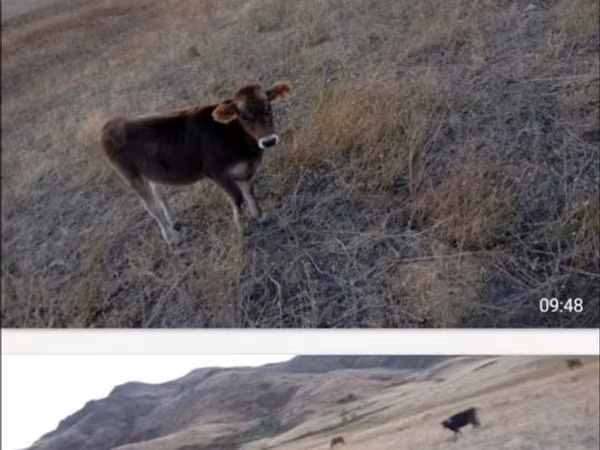 गाय, Latvian Blue cattle — कज़ाखस्तान