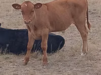 公牛, Swiss cattle — 照片 4