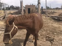 Caballo, Caballos — foto 8