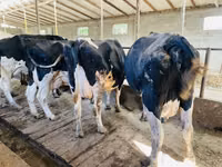 Cow, Russian Black pied cattle — photo 2