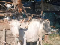 母山羊, Saanen goat — 照片 1