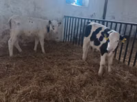 公牛, Cattle — 照片 1