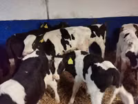 Бұқа, Russian Black pied cattle — 5-сурет