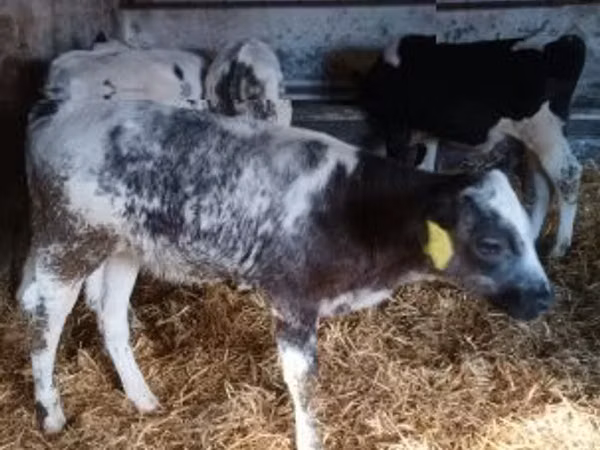 公牛, Belgian Blue
