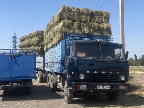 Клевер 3 укос 250 сом