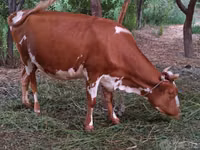 गाय, मवेशी — फ़ोटो 6