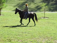 Бие, Tennessee Walking Horse — 8-сурет
