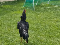 Chickens — الصورة 2
