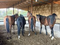 حصان, Horse breed — الصورة 4