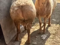 كبش, الأغنام — الصورة 5